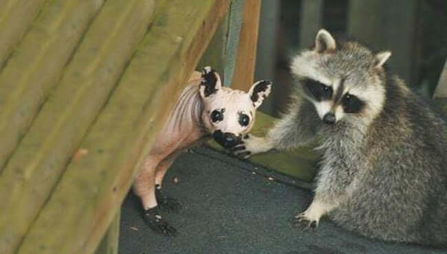 These animals look way more terrifying when they are hairless