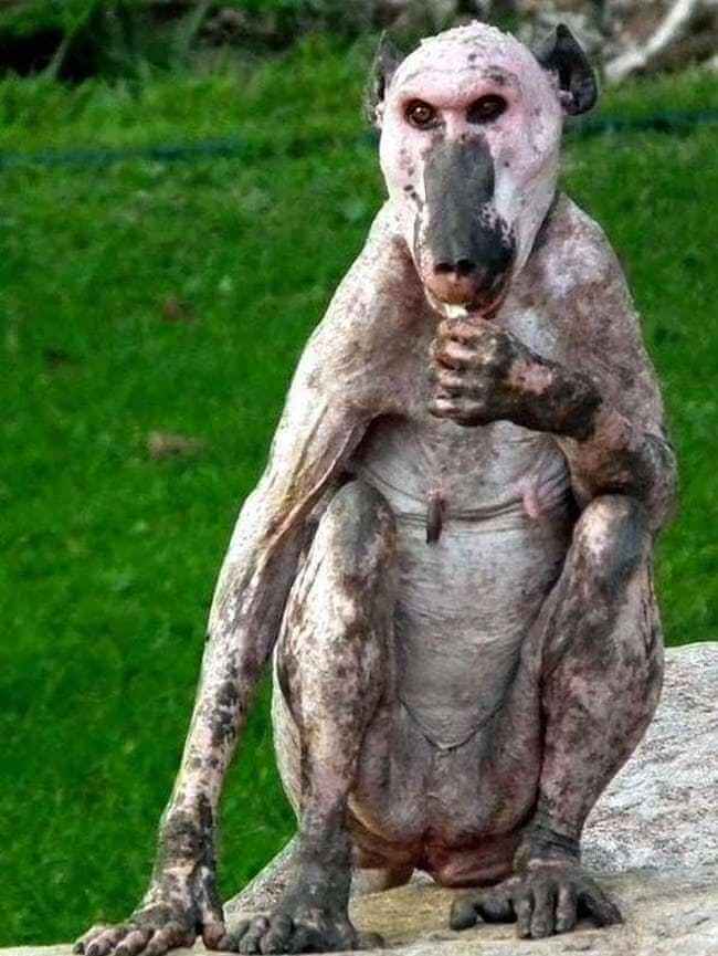 These animals look way more terrifying when they are hairless