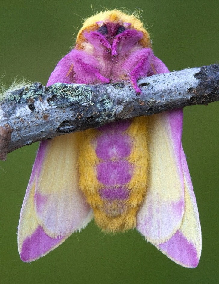 Nature made these animals one of a kind