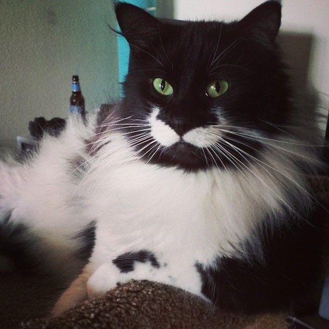 Beautiful Animals who got fame on internet for their sexiness