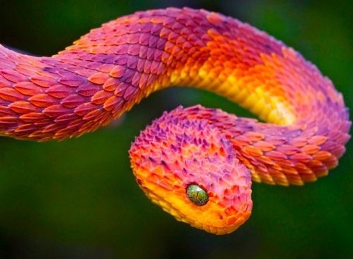 Nature made these animals one of a kind