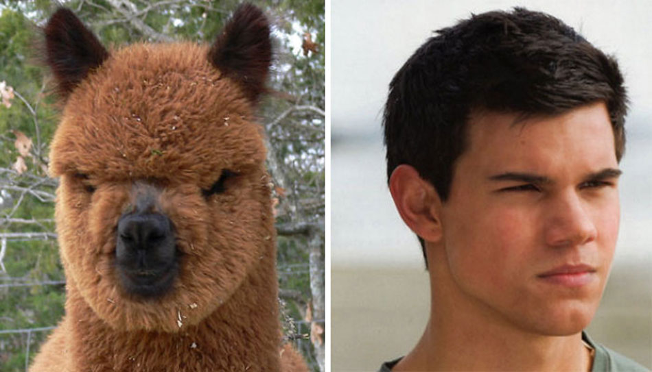 Animals who look freakily like famous celebrities