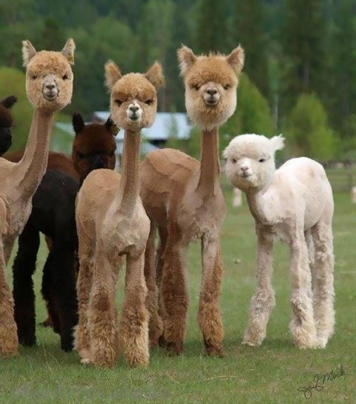 Photos of animals that know how to strike a pose