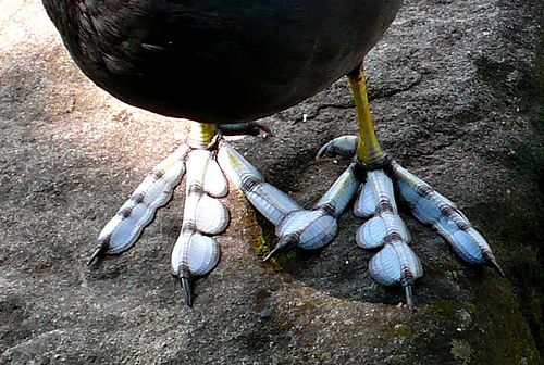 Animal Feet You Have To See To Believe