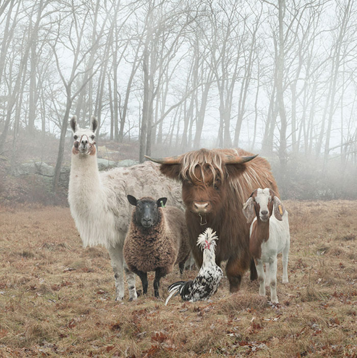 Photos of animals that know how to strike a pose
