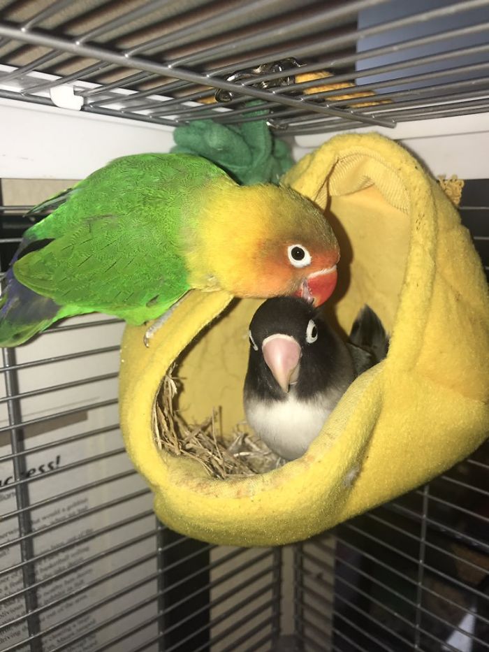 Kiwi And His Goth Girlfriend Just Had 4 Babies And Internet Is in Love