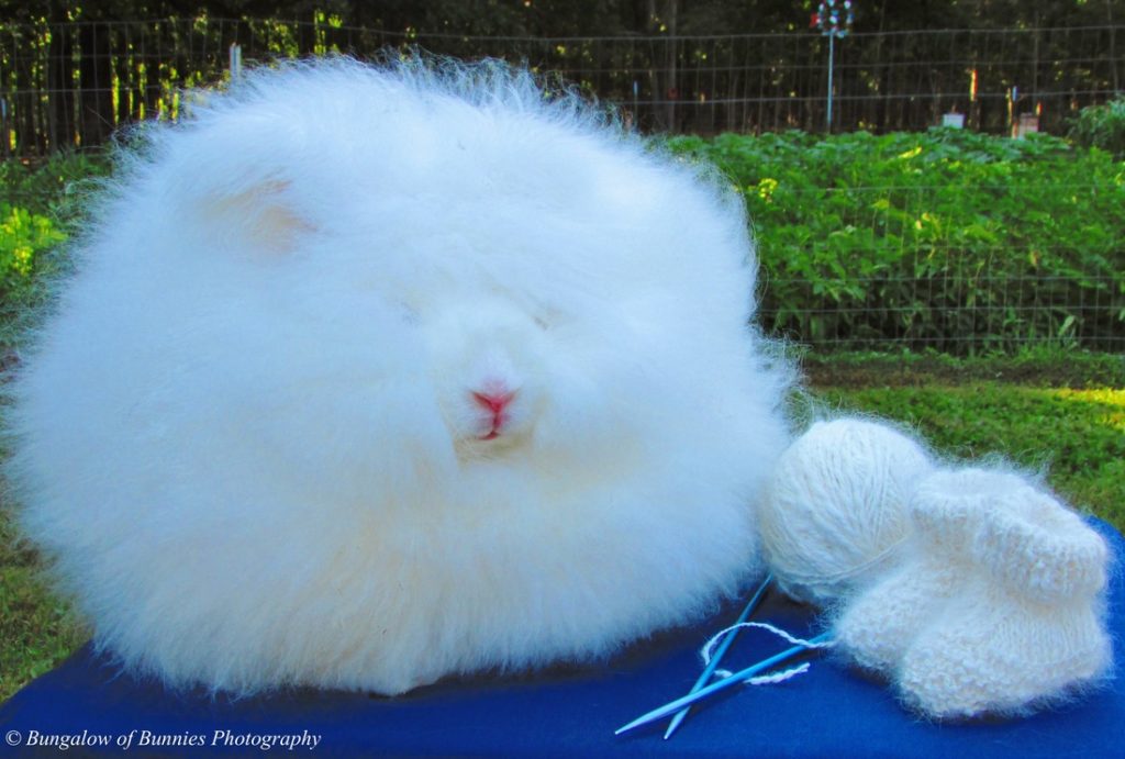 Animals with Insanely Amazing Hair