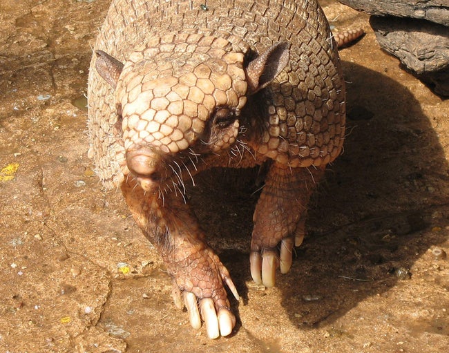 Animal Feet You Have To See To Believe