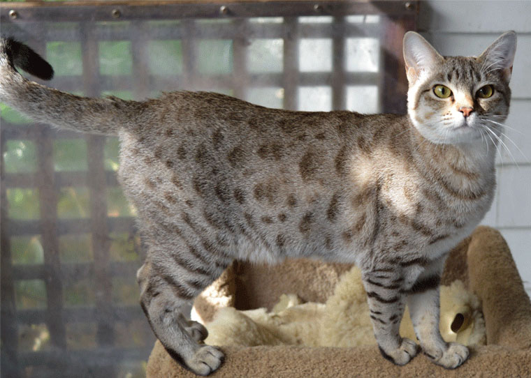 Adorable Hybrid Cats that you will fall in love with instantly