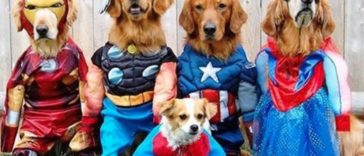 Best Pets Dressed as Superheroes