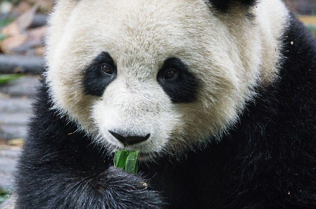 Animals With Utterly Unique, Mesmerizing Eyes