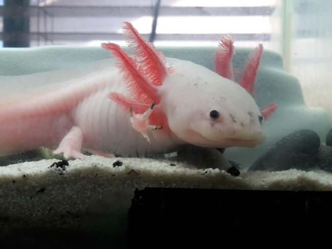 Animals that are ugly but are still ironically adorable