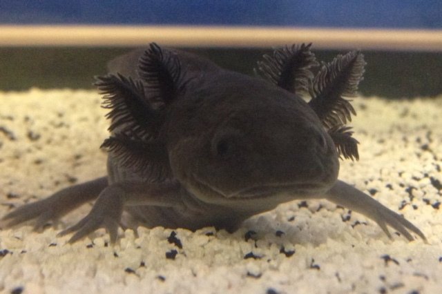 Photos Of Melanistic (All Black) Animals That Will Make You Awww