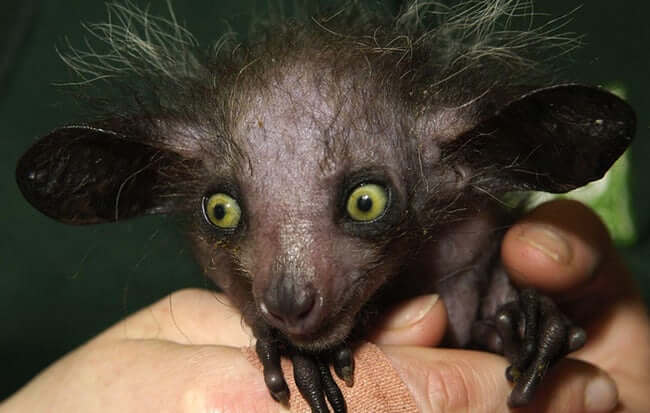 Animals that are ugly but are still ironically adorable