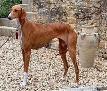 Amazingly rare species of Cats and Dogs