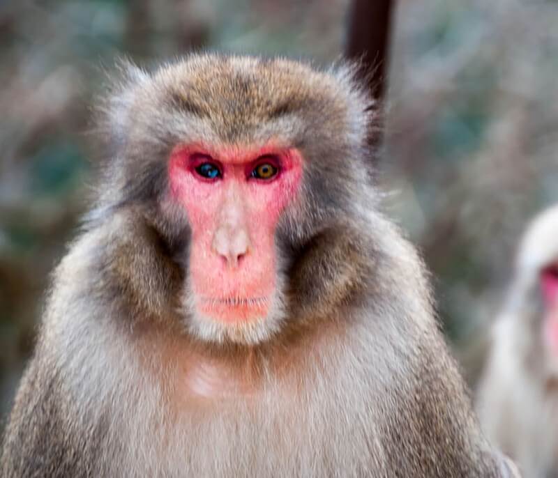 Baboon with Heterochromia