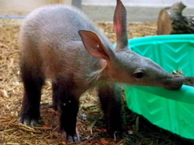 Animals that are ugly but are still ironically adorable