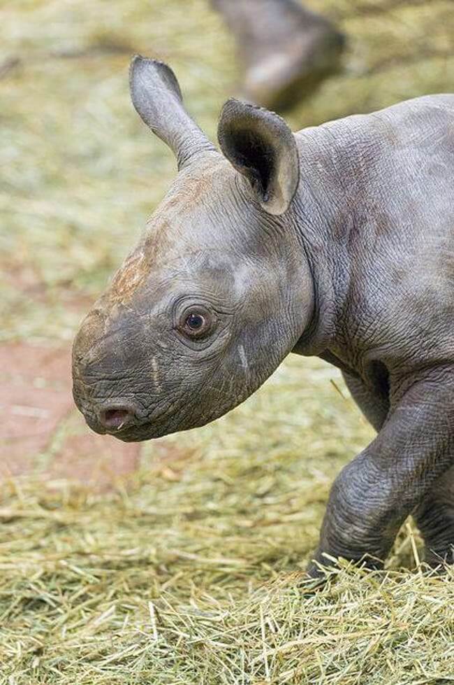Animals that are ugly but are still ironically adorable