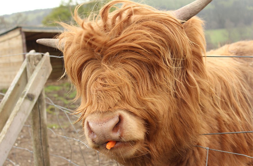 Animals with Insanely Amazing Hair