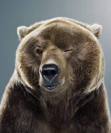 Animals who are winking for a reason