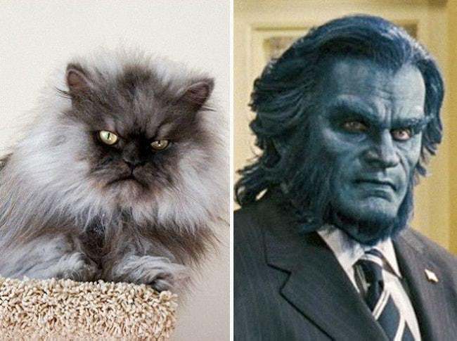 Animals That Look Like Famous Fictional Characters
