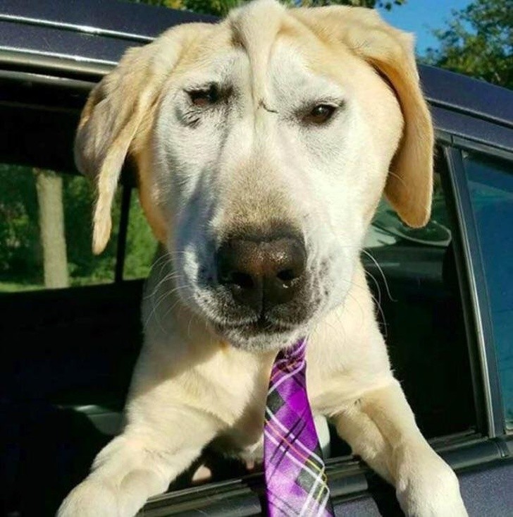 These Injured Animals Found Loving Homes