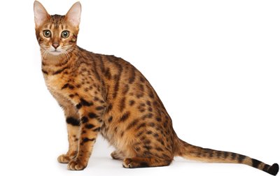 Adorable Hybrid Cats that you will fall in love with instantly