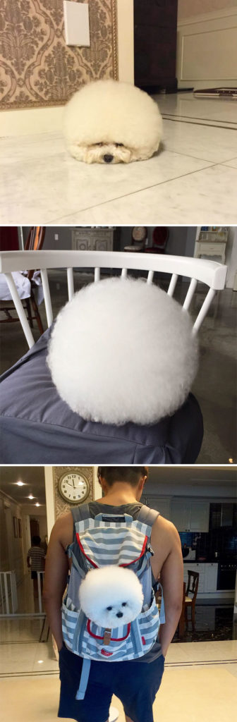 Animals That Are So Round They’ll Roll Straight into Your Heart