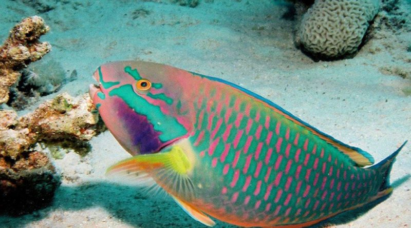 Vibrant Rainbow Animals That Really Exist