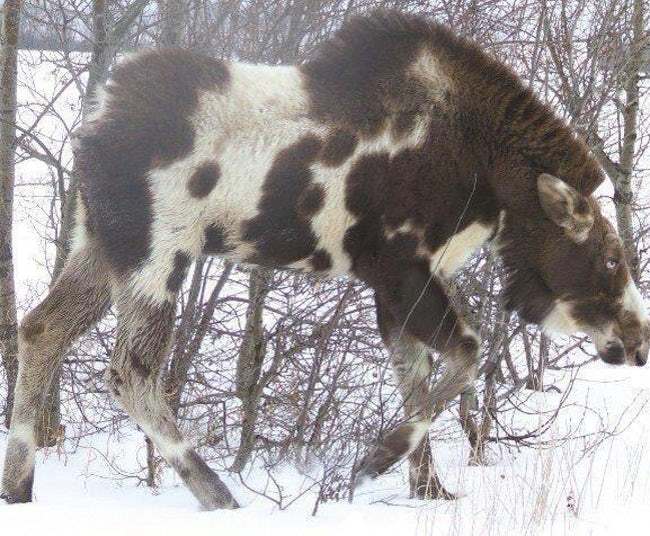 Mind-Blowing Photos Of Half Albino (A.K.A. Leucistic) Animals