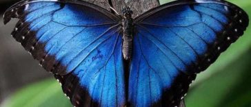 World's most beautiful Butterflies