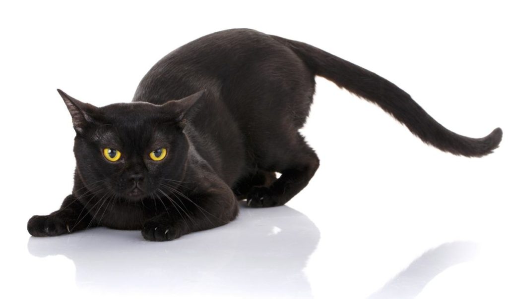 Adorable Hybrid Cats that you will fall in love with instantly
