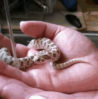 These photos will help you get over your fears of snakes