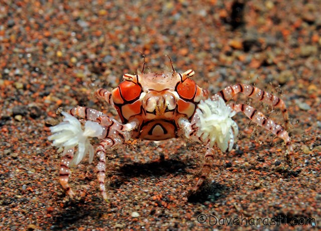 Adorable Animals With Most Horrifying Defense Mechanisms