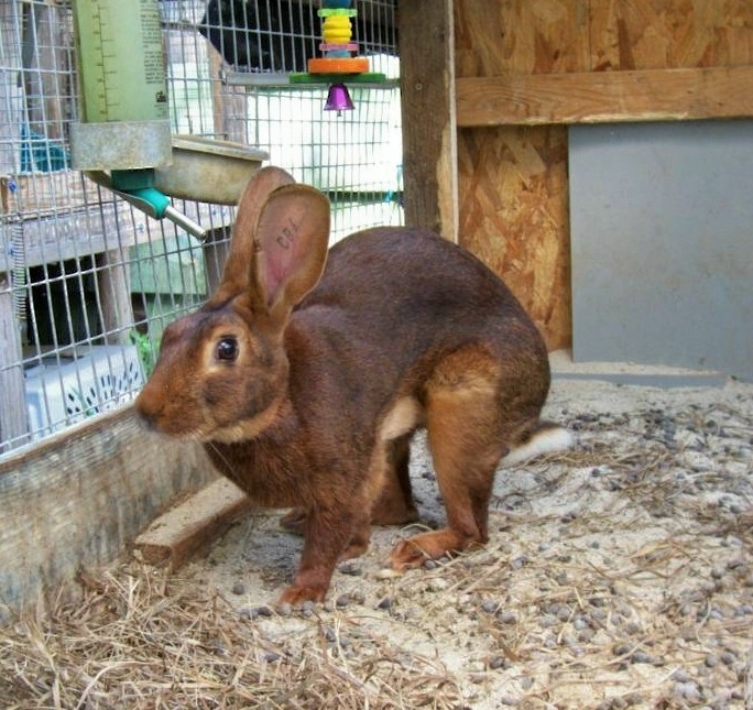 Muscular Animals Of All Times