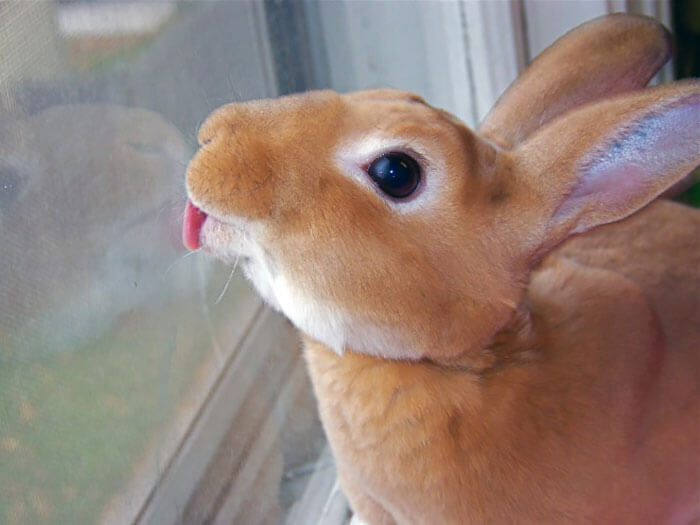 Silly Looking Animals Licking Glass