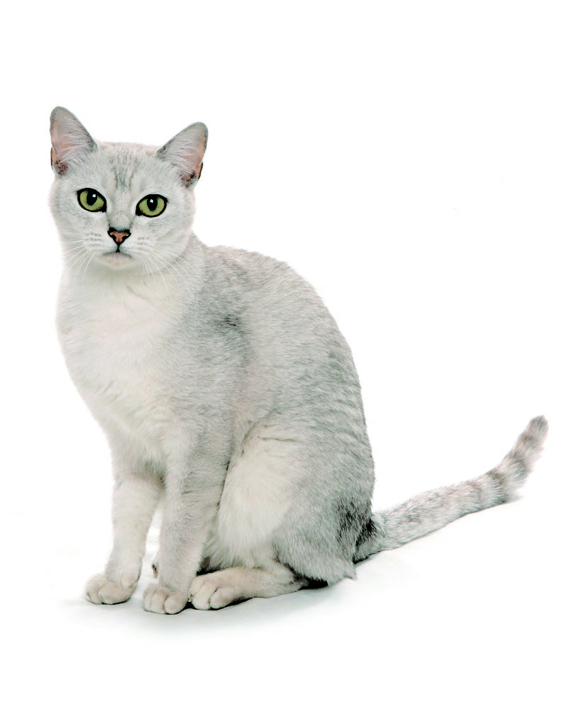 Adorable Hybrid Cats that you will fall in love with instantly