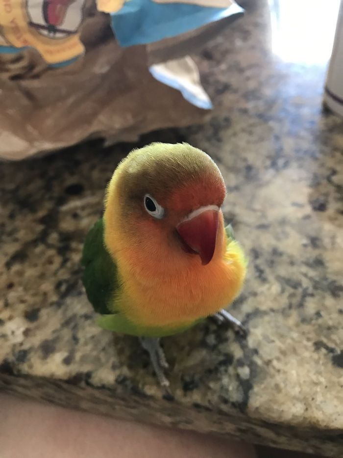 Kiwi And His Goth Girlfriend Just Had 4 Babies And Internet Is in Love