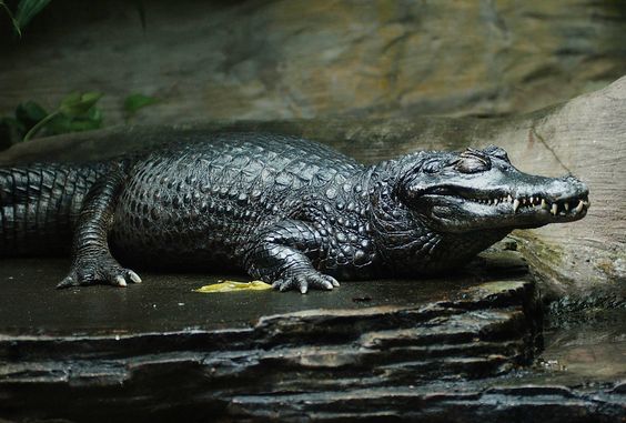 Photos Of Melanistic (All Black) Animals That Will Make You Awww