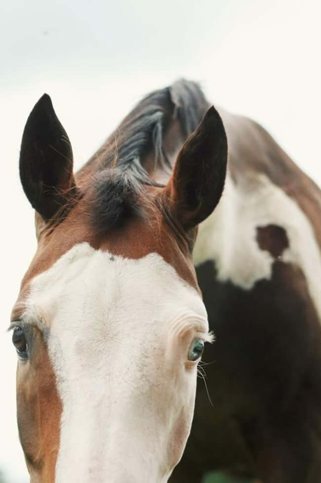 Horse Has Heterochromia