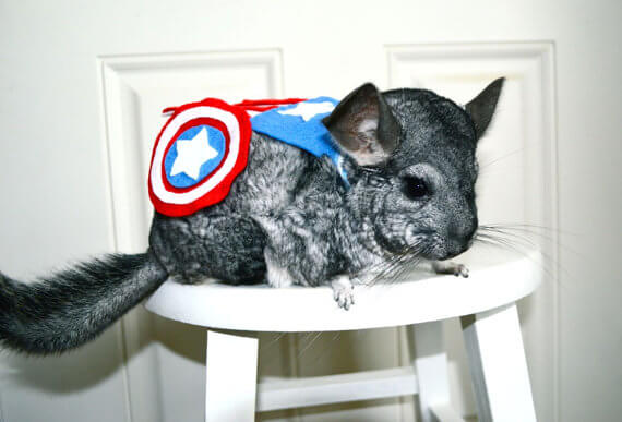 Best Pets Dressed as Superheroes