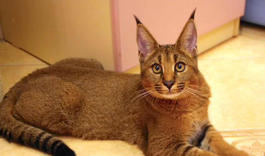 Adorable Hybrid Cats that you will fall in love with instantly