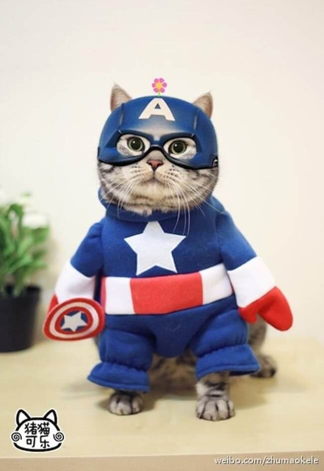 Best Pets Dressed as Superheroes