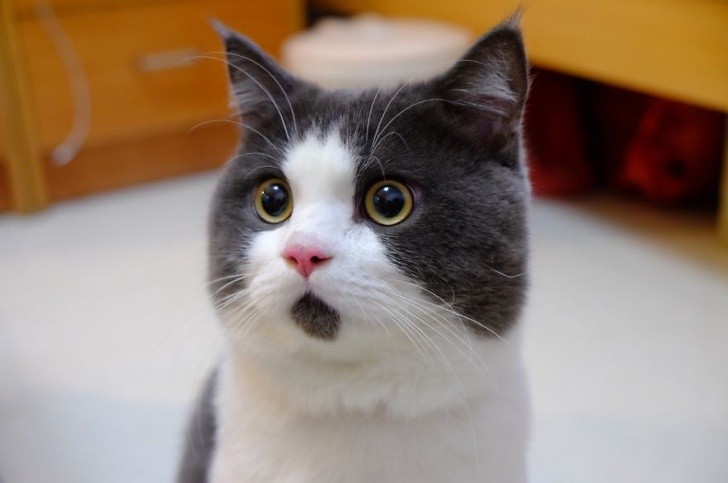 Cat that always has a surprised face