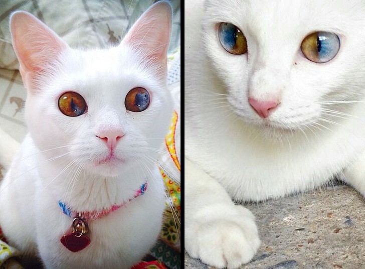 Cat with eyes