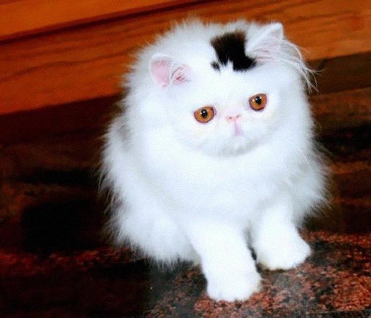 Cat with a Natural Top Hat