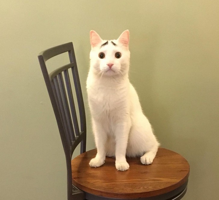 Cat with funny eyebrows
