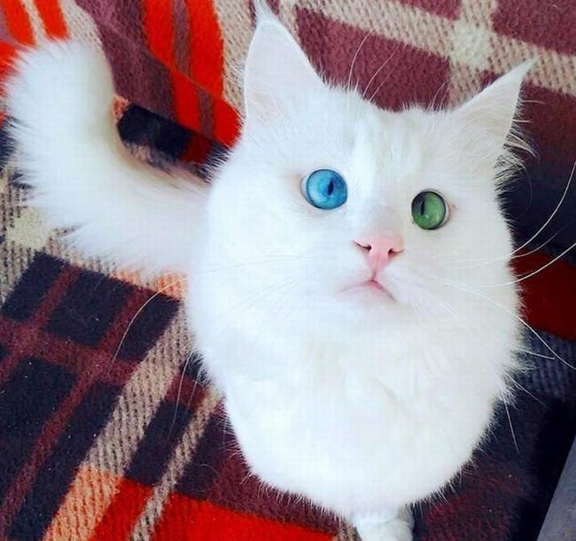 Cats Amazing Eyes