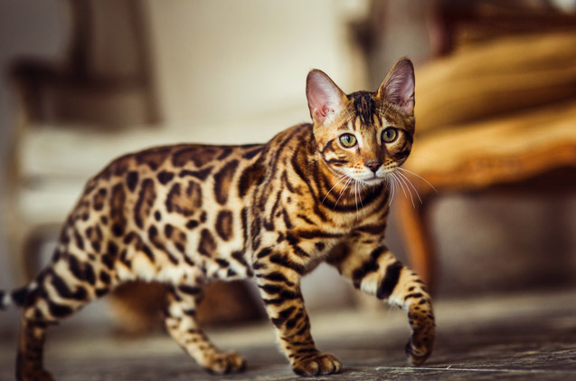 Adorable Hybrid Cats that you will fall in love with instantly