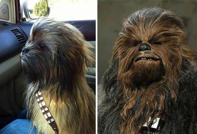 Animals That Look Like Famous Fictional Characters